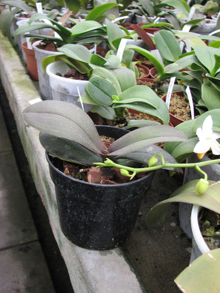 Phalaenopsis Mini Dog фото.jpg