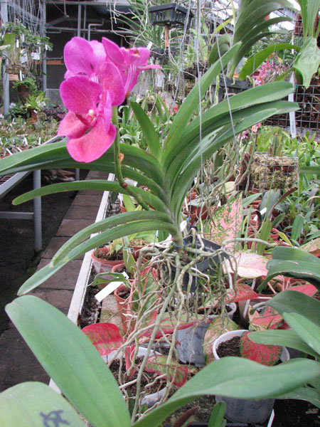 Vanda Sumon Gold x Ascocenda Varute Fushia orchid.jpg