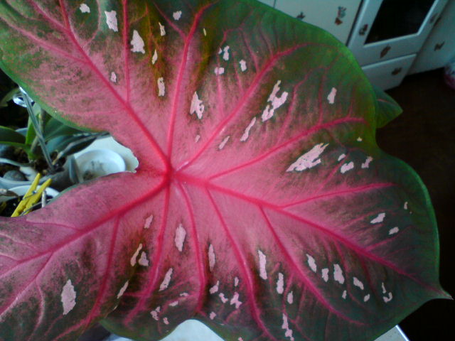 Red Flash из 1-й поставки