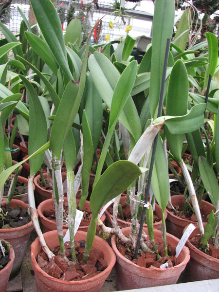 Brassocattleya Golf Green 'Hair Pig'.jpg