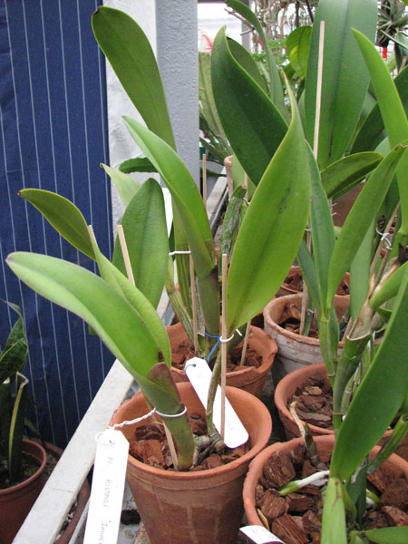 Brassocattleya Pastoral 'Innocence'.jpg