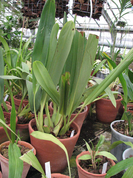 Maxillaria irrorata.jpg