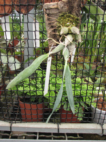 Euchile citrina фото.jpg