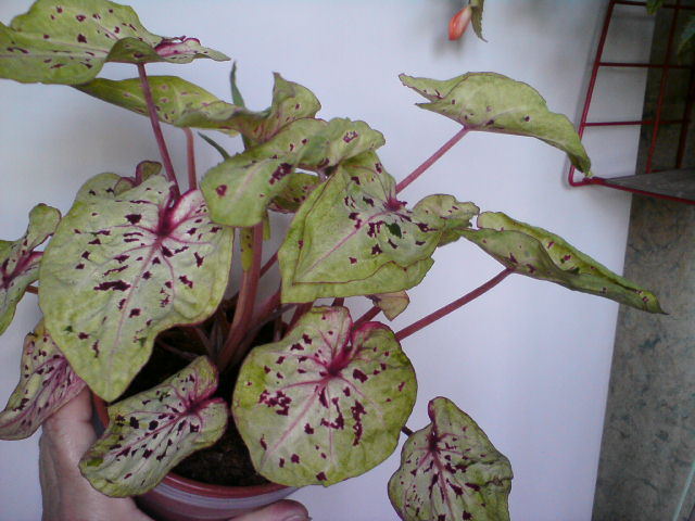 И так он может выглядеть