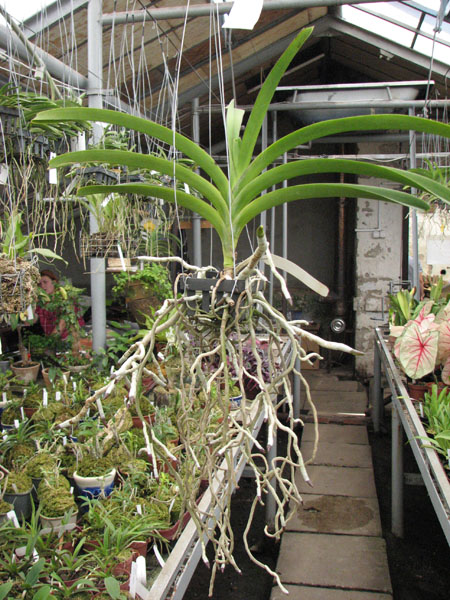 Vanda Lumpini Red x Vanda Dr Anek.jpg