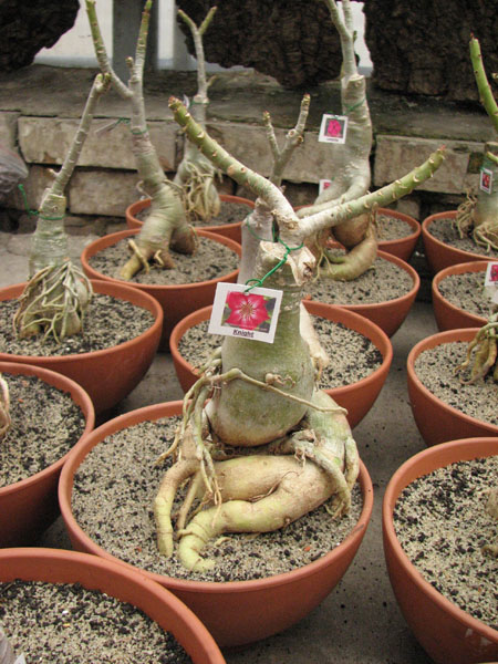 Adenium Knight.jpg