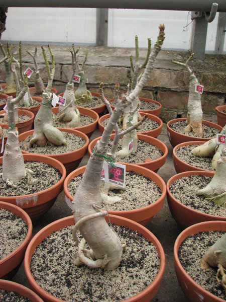 Adenium Morning Star.jpg