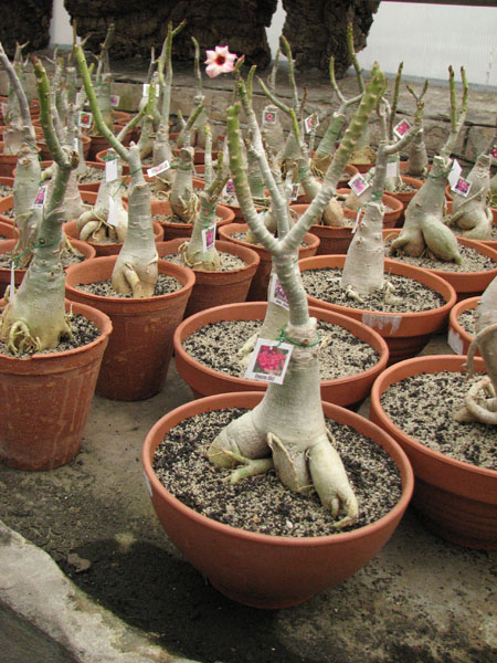 Adenium Deang Si Ri.jpg