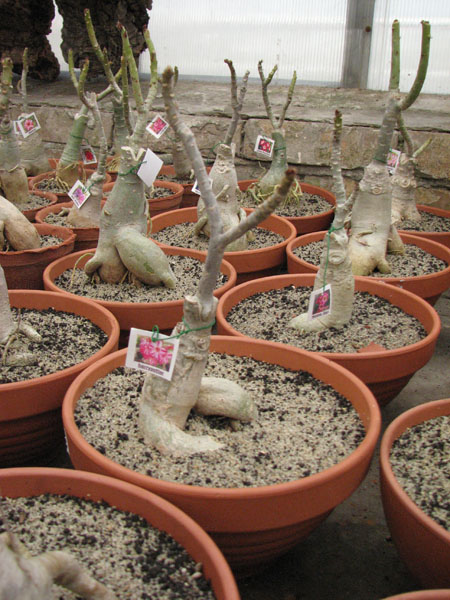Adenium Harry Potter.jpg