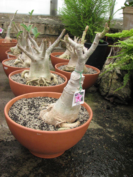 Adenium Venus.jpg