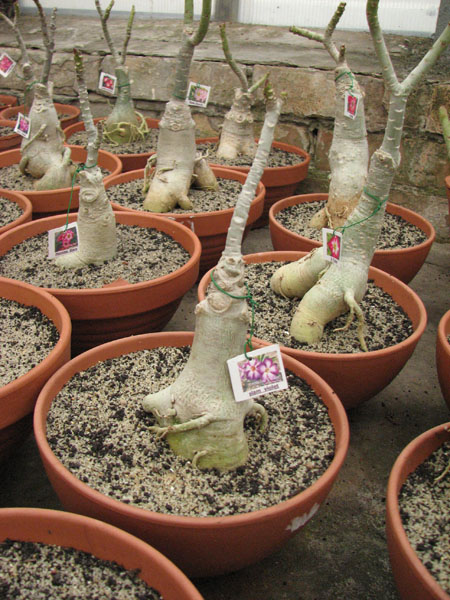 Adenium Siam Violet.jpg