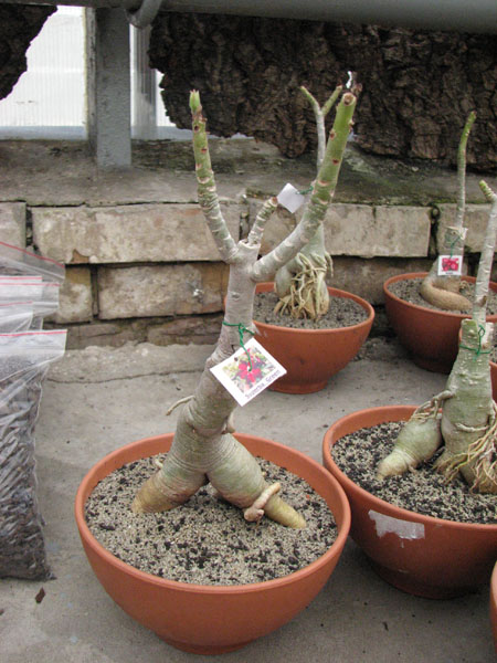 Adenium Super Ba (Green Leaves).jpg