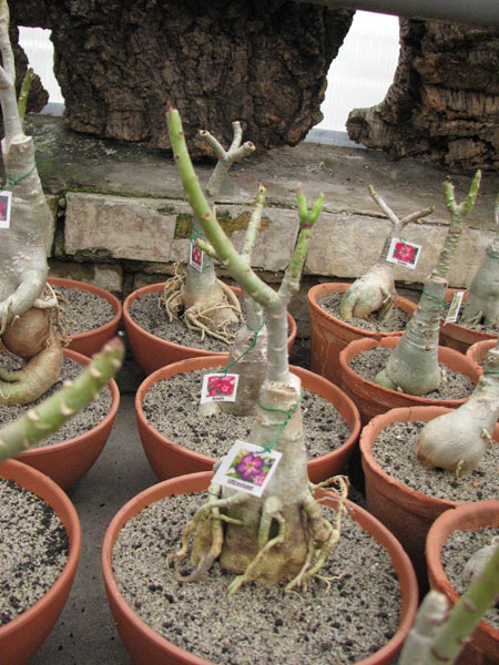 Adenium Ultra Violet.jpg