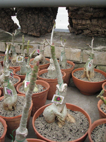 Adenium Double Color.jpg