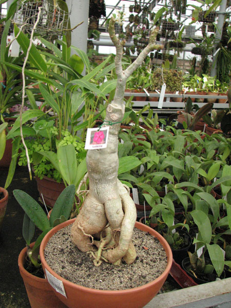 Adenium Lustering фото.jpg