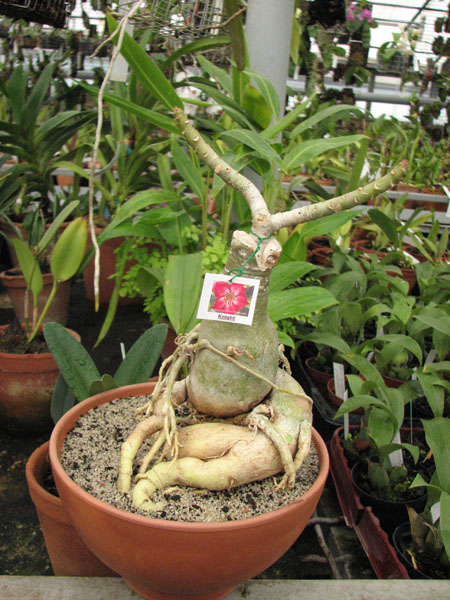 Adenium Knight фото.jpg