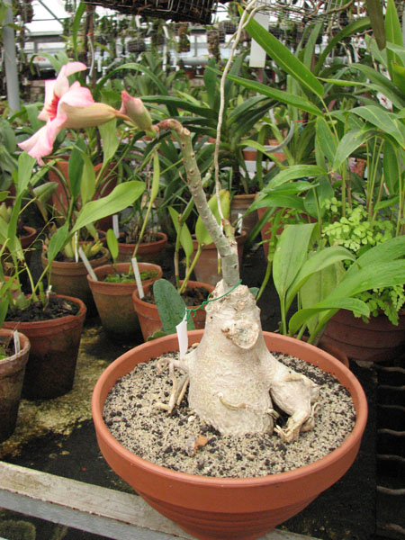 Adenium Hawaiian Tri-Color.jpg