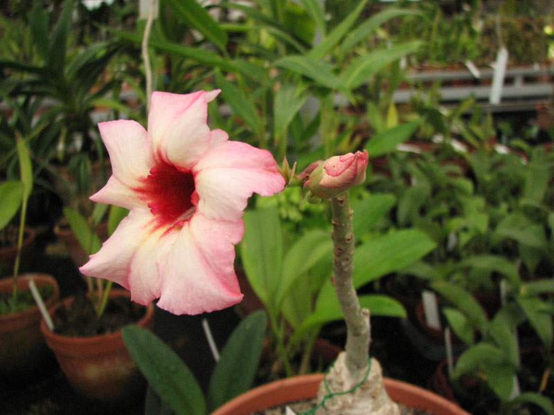 Adenium Hawaiian Tri-Color фото.jpg