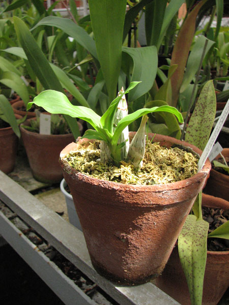Catasetum pileatum (('Imperialles' x 'Oro Verde') x (amarelo)) фото.jpg