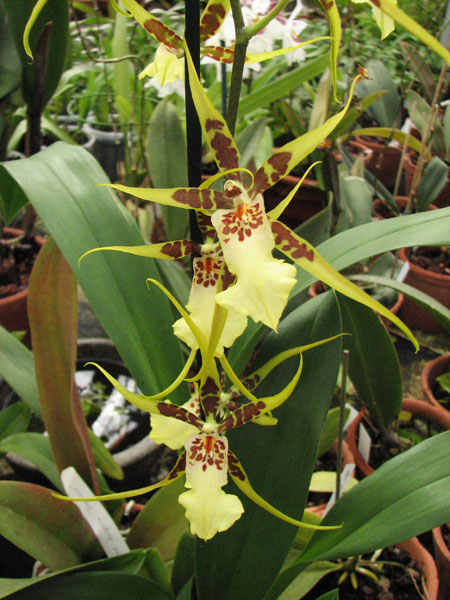 Brassidium Shooting Star.jpg