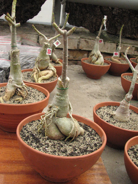 Adenium Red Crispum.jpg