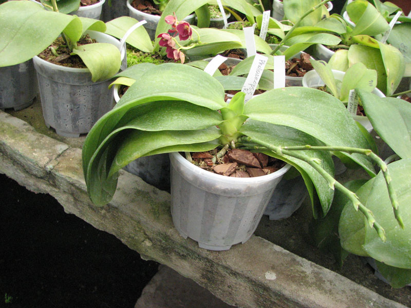 Phalaenopsis violacea 'Red'.jpg