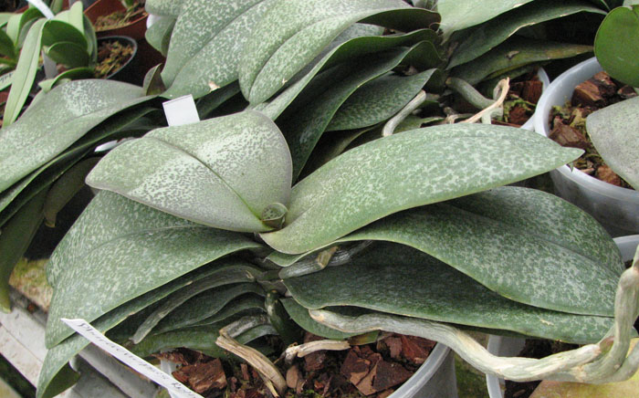 Phalaenopsis Rothschildiana фото.jpg