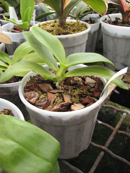Phalaenopsis venosa x sib.jpg