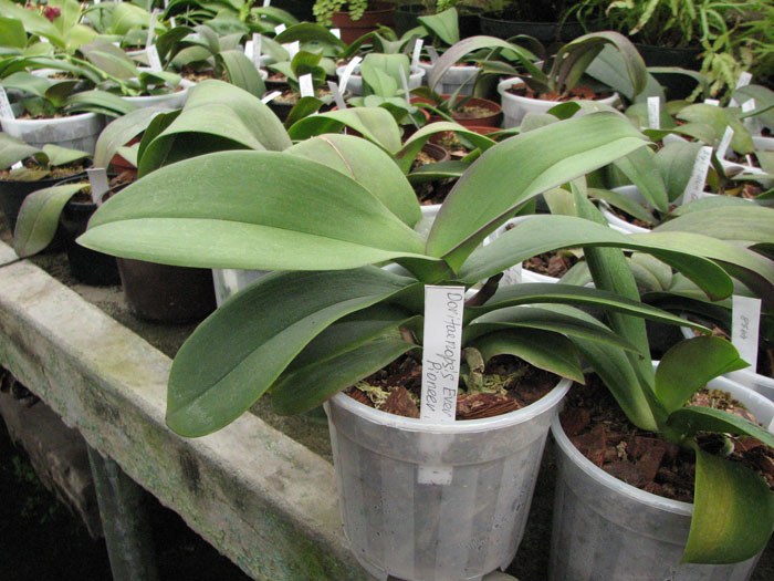 Doritaenopsis Ever Spring Pioneer 'O-1' фото.jpg