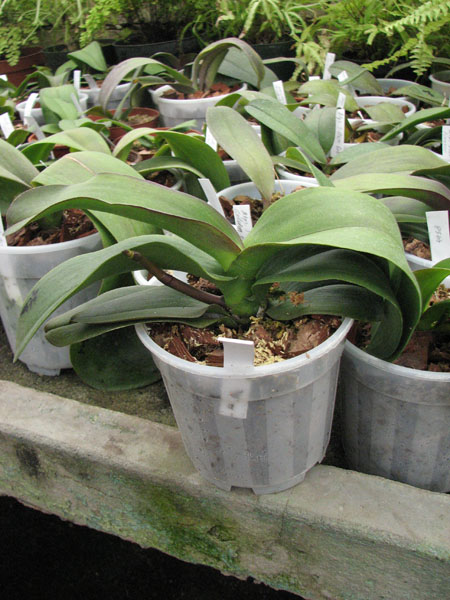 Doritaenopsis Ever Spring Pioneer 'O-1' orchid.jpg