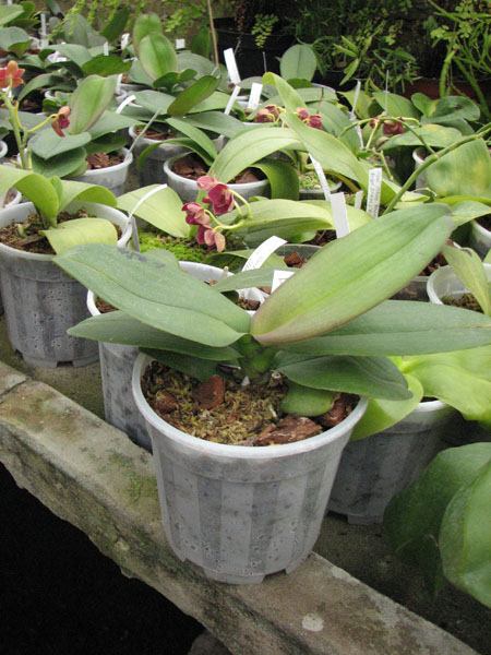 Doritaenopsis Sogo Berry фото.jpg