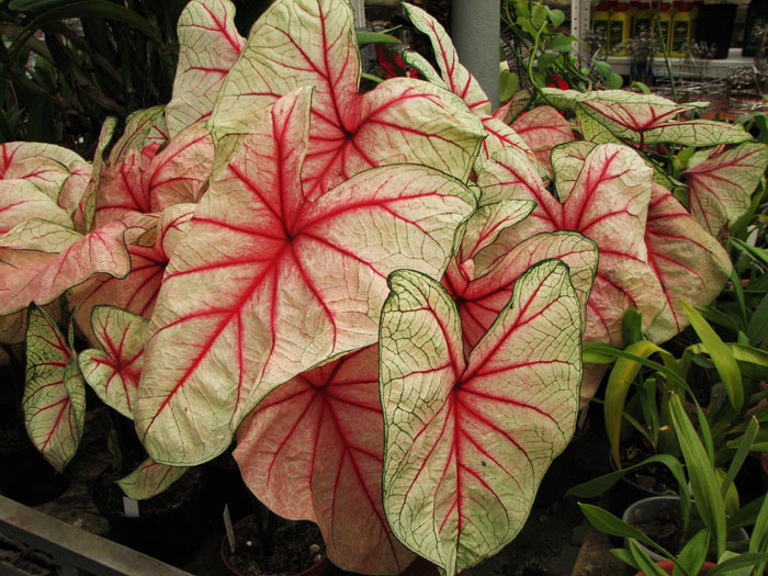 Caladium x hortulanum 'White Queen'.jpg