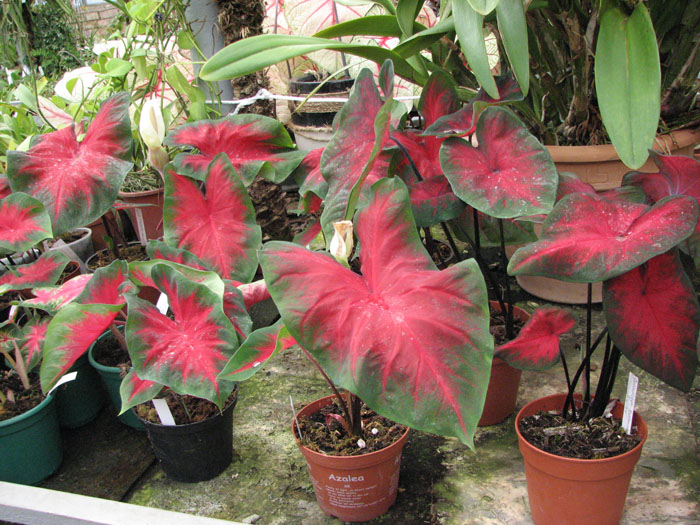 Caladium x hortulanum 'Freida Hemple'.jpg