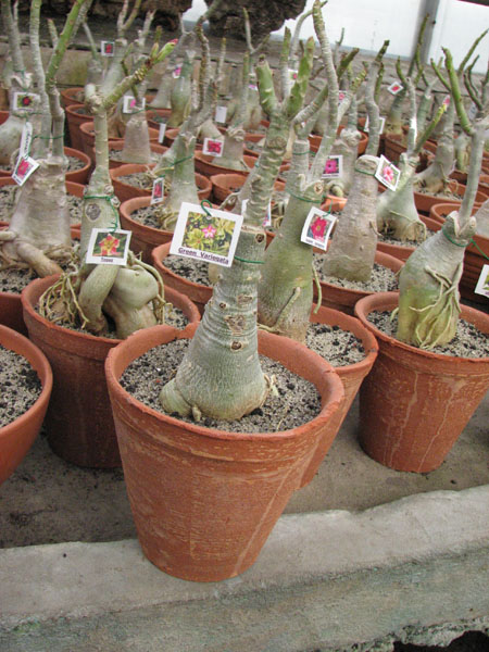 Adenium Green Variegated Leaves.jpg