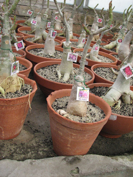 Adenium RCN Double Flower фото.jpg