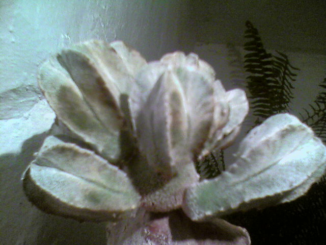 Это на пеньке от астрофитума (макушка была успешно укоренена, в целях омоложения растения) выросла детка, а потом &amp;quot;замонстрозилась&amp;quot; - наней появилось ещё 11 побегов!