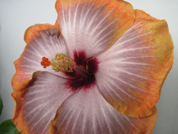 5TH DIMENSION   Бельгия