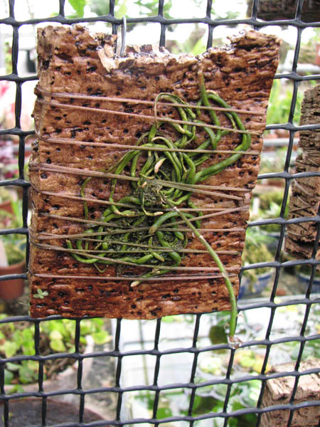 Магазин орхидей orchids.in.ua