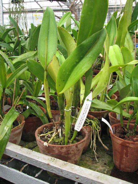 Магазин орхидей orchids.in.ua