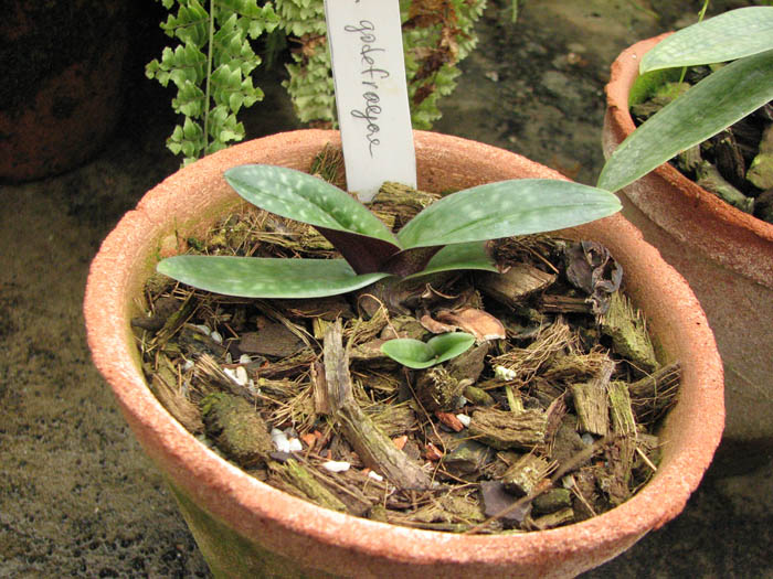 Магазин орхидей orchids.in.ua