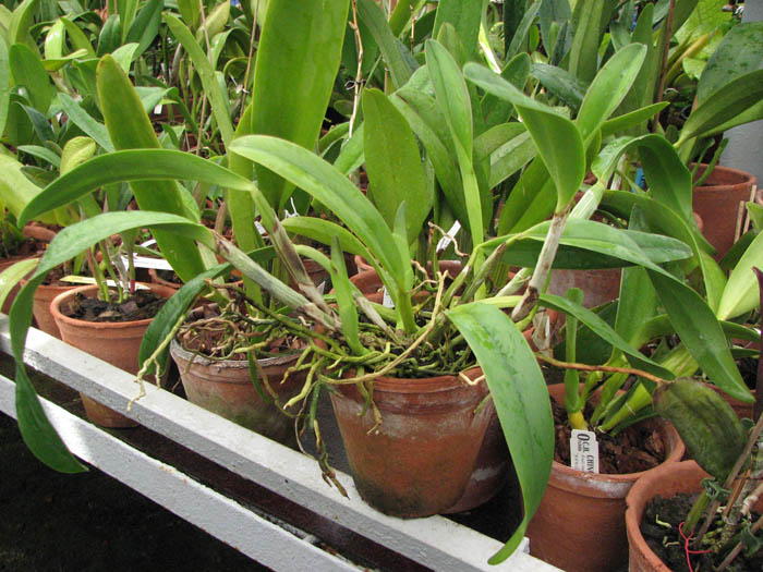 Магазин орхидей orchids.in.ua