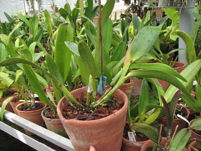 Магазин орхидей orchids.in.ua