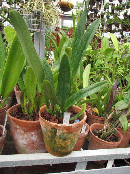 Магазин орхидей orchids.in.ua