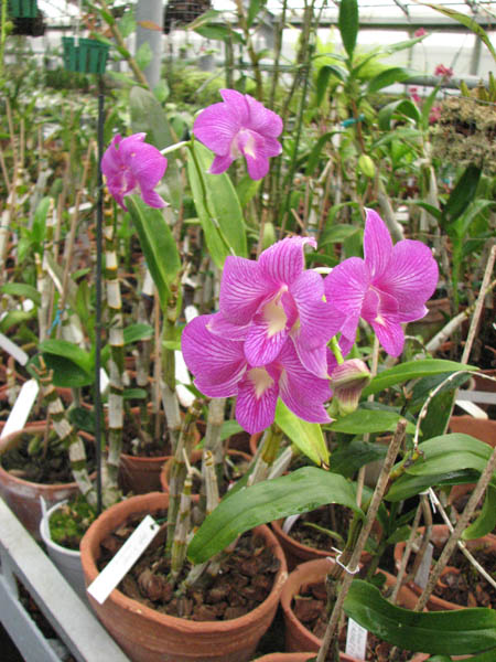 Магазин орхидей orchids.in.ua