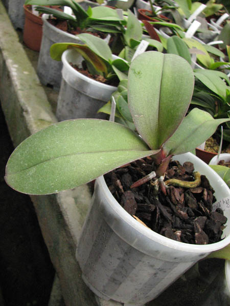 Магазин орхидей orchids.in.ua