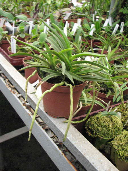 Магазин орхидей orchids.in.ua