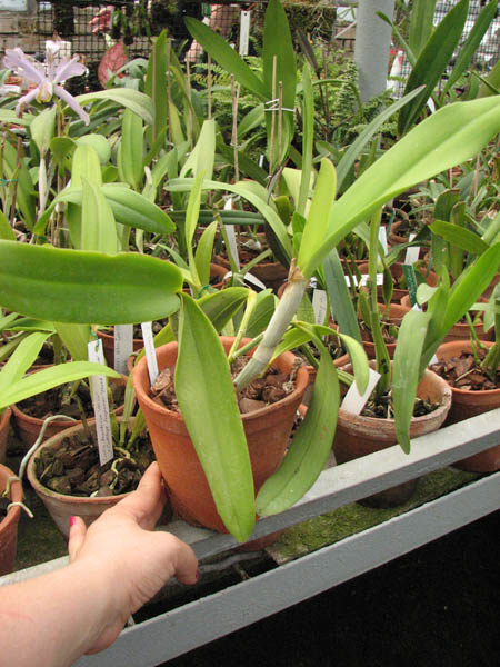 Магазин орхидей orchids.in.ua