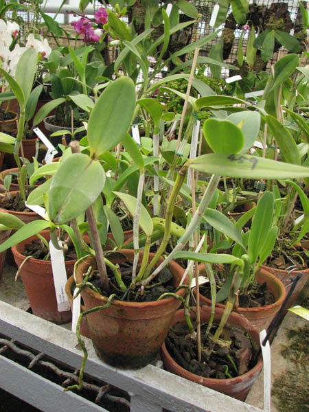 Магазин орхидей orchids.in.ua