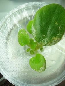 №2, стоит в воде(в эти выходные планирую посадить)