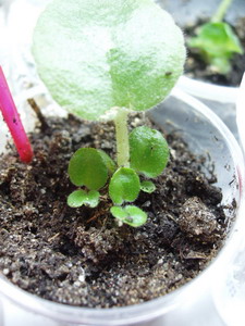 №1, было посажено в землю